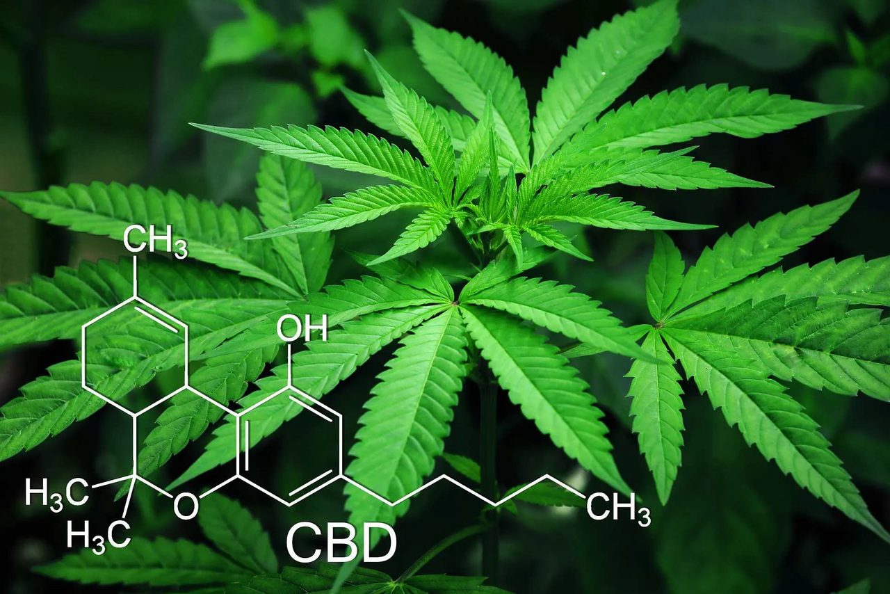 marihuanapflanze mit chemischen element von cannabis