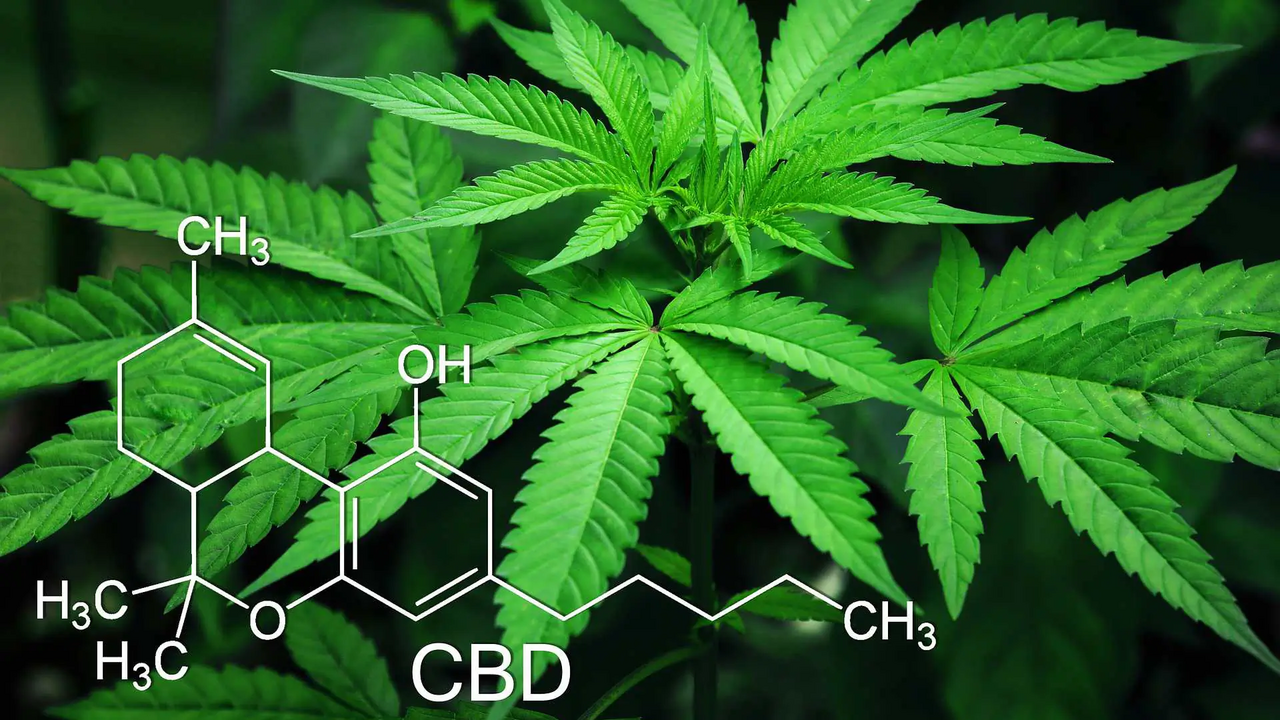 Cannabispflanze mit chemischer Struktur von CBD.